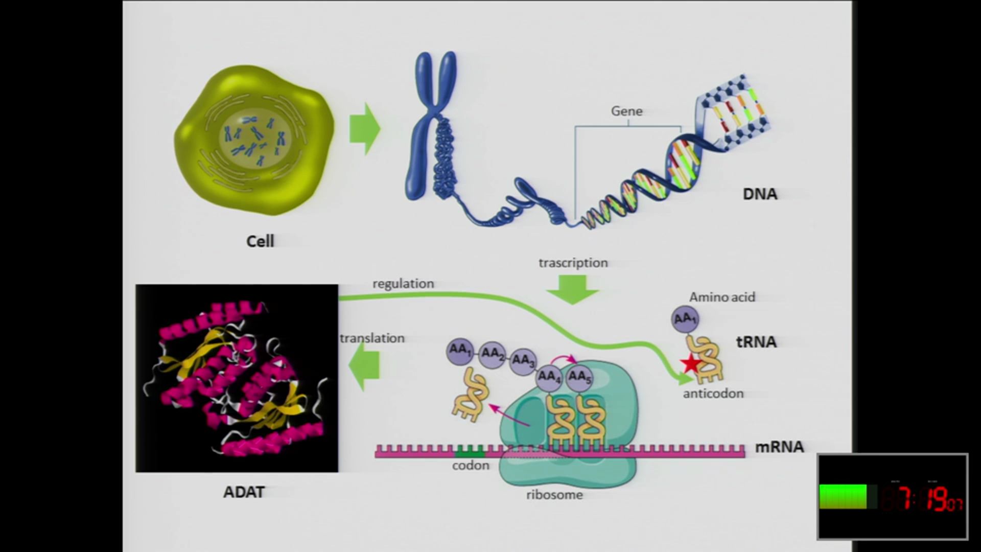 ADAT: a promising target for protein synthesis regulation